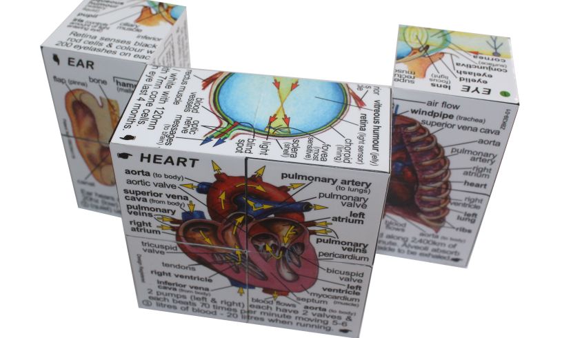 the human body cube book, partly unfolded