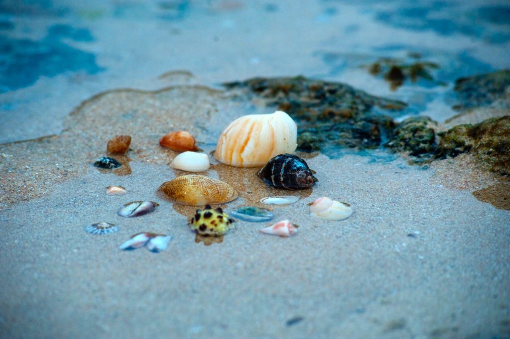 seashells on the beach 