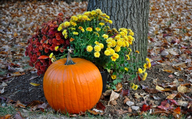 pumpkin in garden