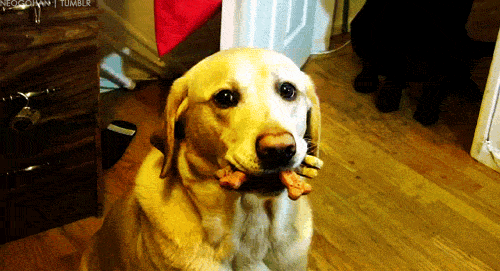 dog with treats in his mouths