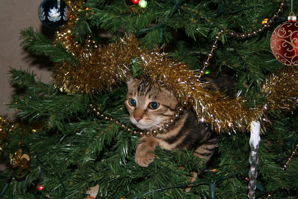 hilarious cat in a Christmas tree