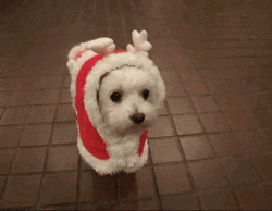 gif of a small dog in a christmas outfit